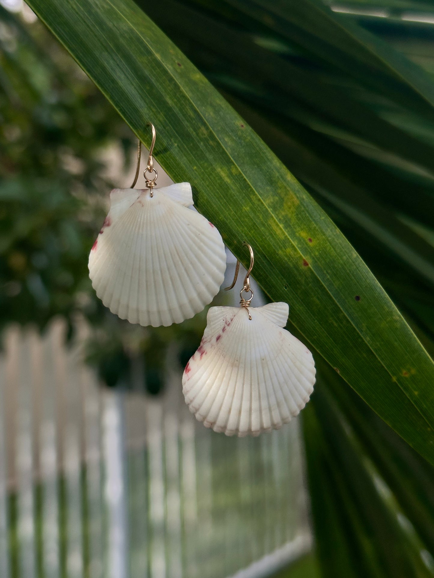 Big scallop earrings
