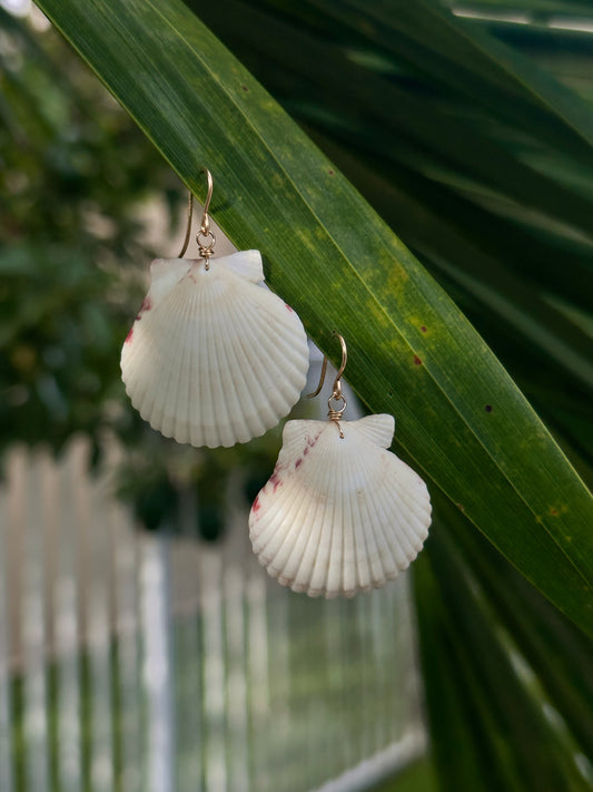 Big scallop earrings